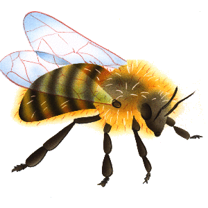 Les abeilles - illustration 4