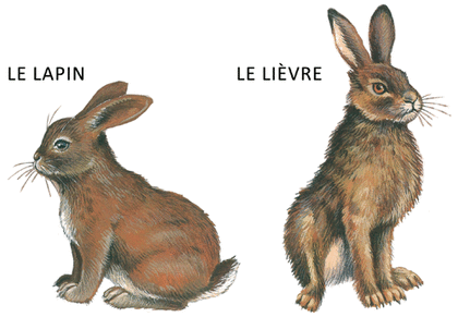 Le Lièvre et la Tortue - illustration 6