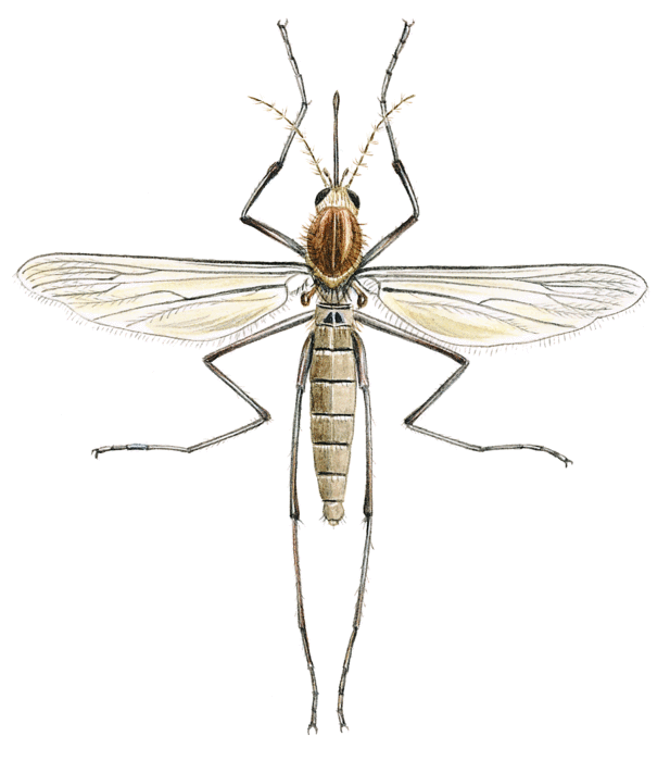 L'invention des moustiques - illustration 3