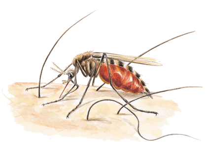 L'invention des moustiques - illustration 8